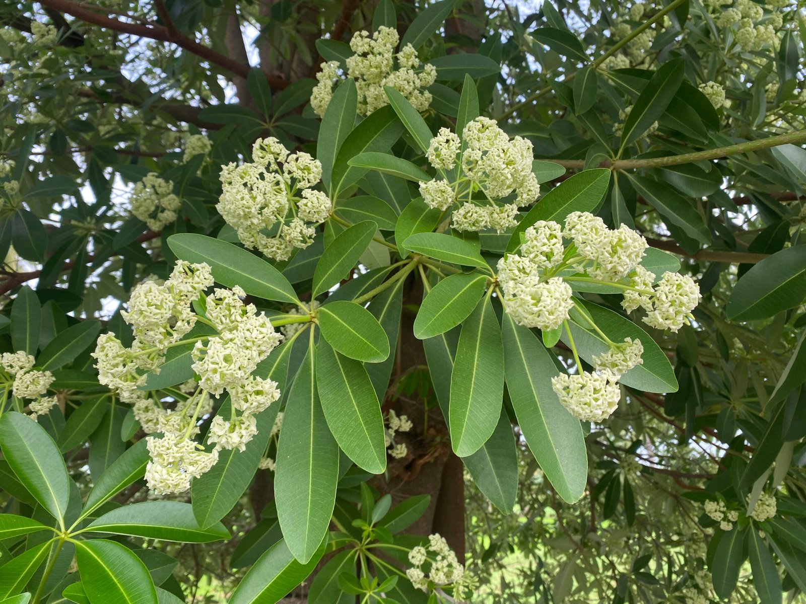 Alstonia Scholaris - hijazoasis.sa