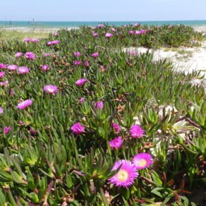 Carpobrotus Edulis