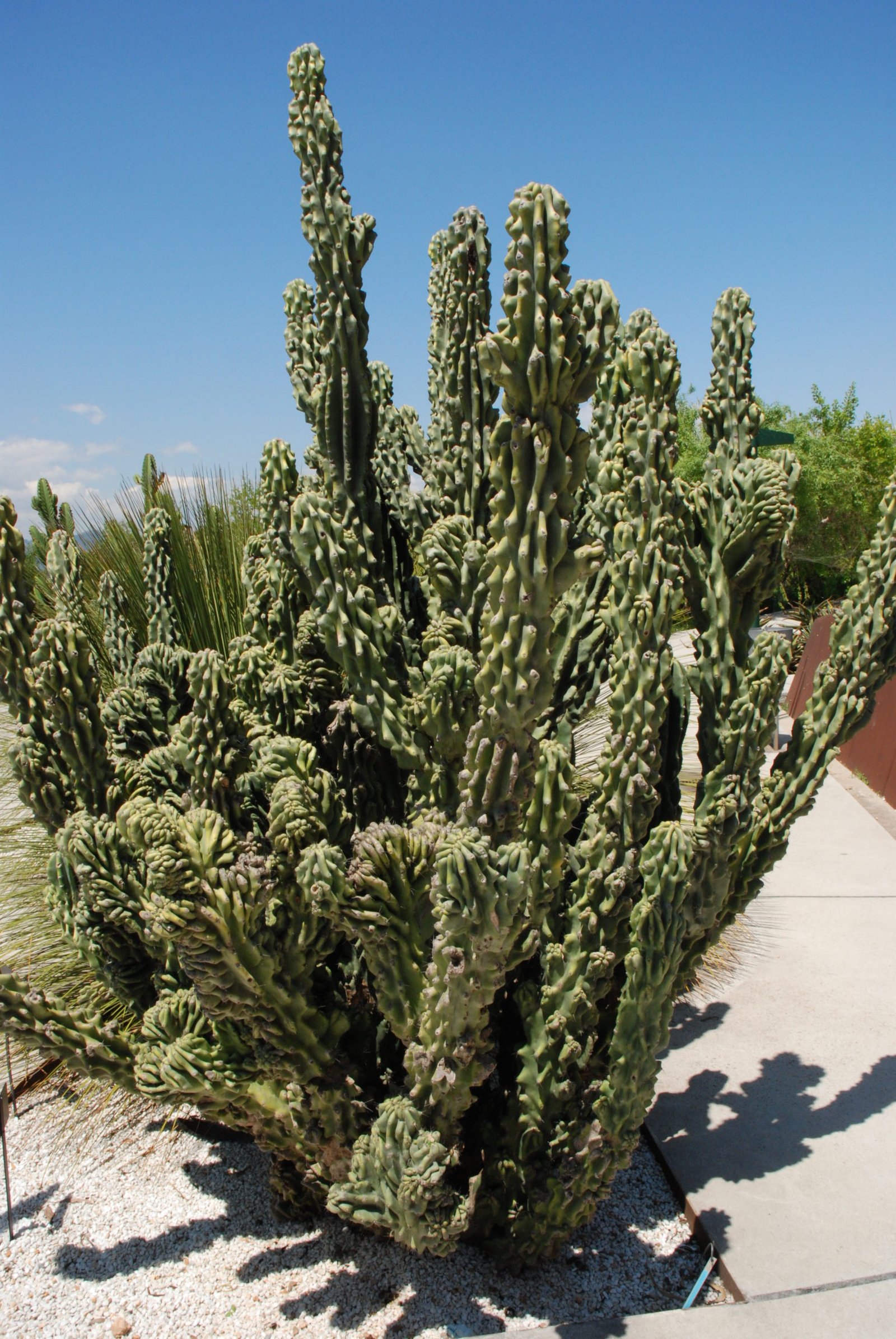 Cereus Peruvianus Monstrose - hijazoasis.sa