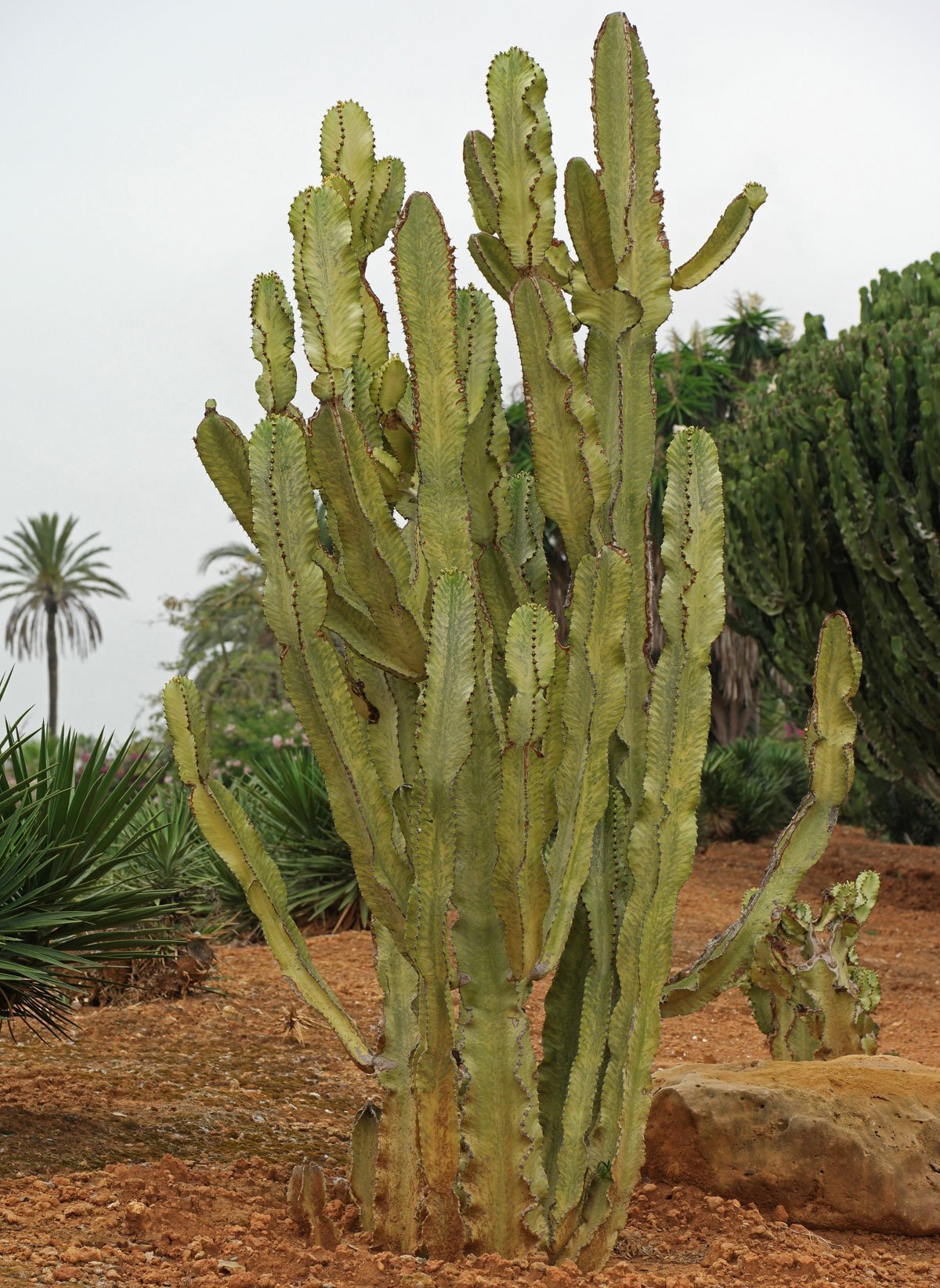 Euphorbia Abyssinica ‘Variegata’ - hijazoasis.sa