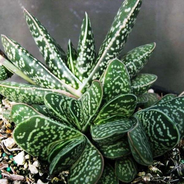 Gasteria_bicolor_var._liliputana_Dwarf_Gasteria_600x.jpg