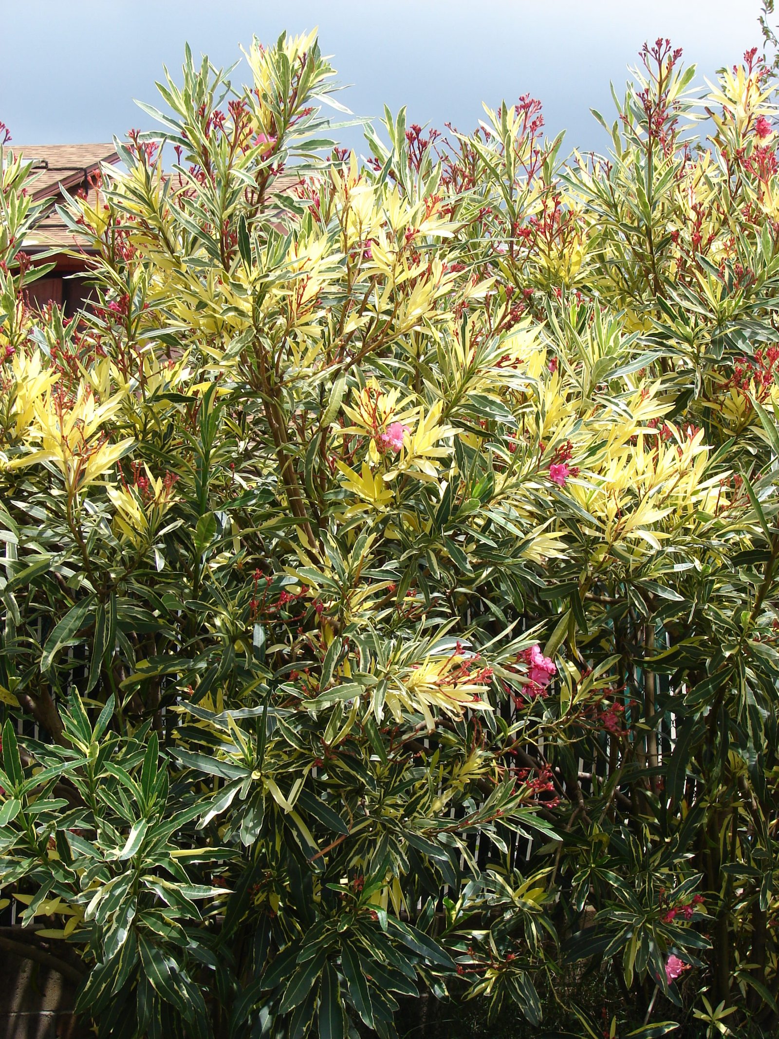 Nerium Oleander ‘variegata Hijazoasissa